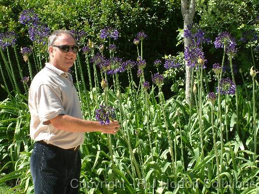 Agapanthus darkblue John 